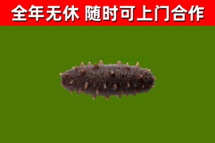 曲江回收海参干